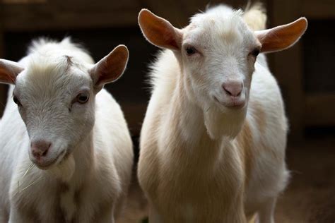 how long do nigerian dwarf goats live